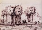 Lear, Edward Fan Palms at Arrah,Shahabad District,Bihar china oil painting artist